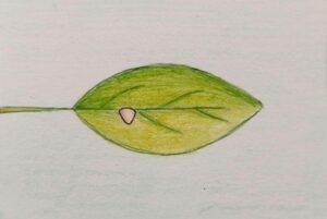 hoja con un huevo