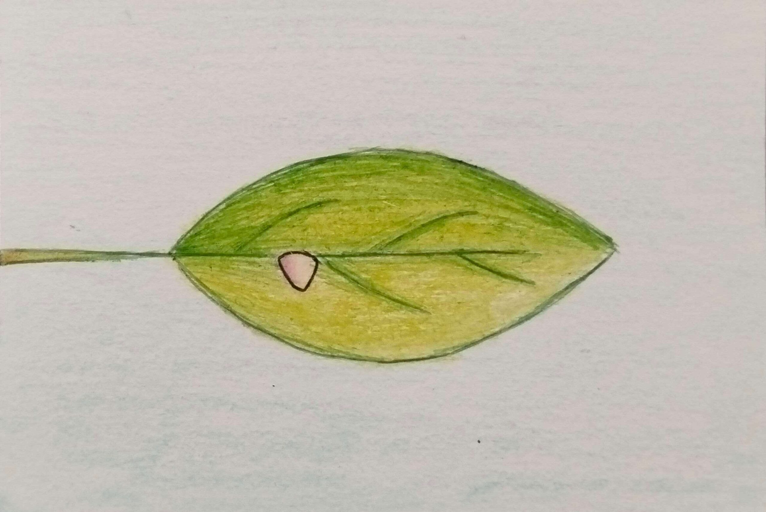 hoja con un huevo