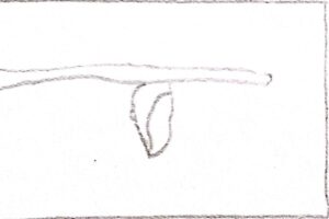 Crisàlide de papallona.
