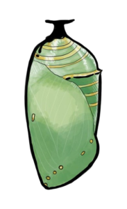 capullo