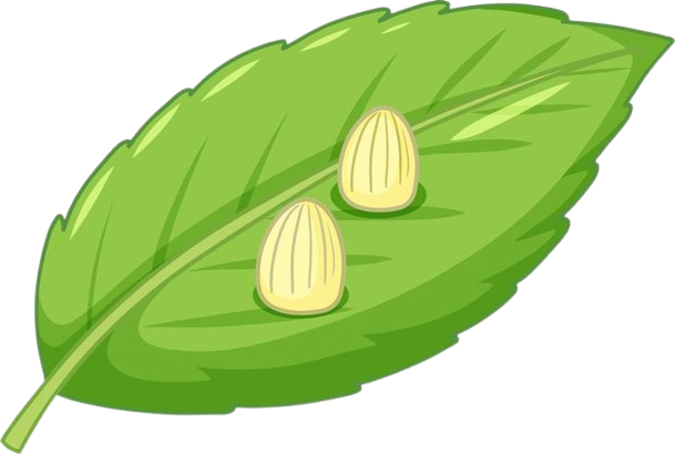 huevos en una hoja